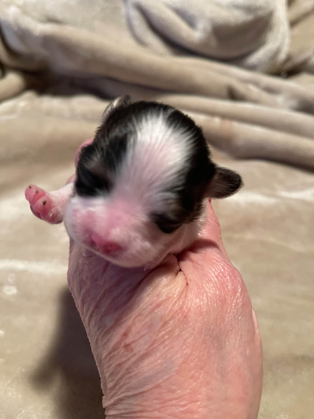Papillon Puppies breeder image 17
