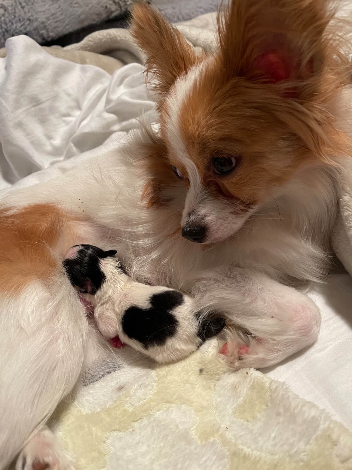 Papillon Puppies breeder image 19