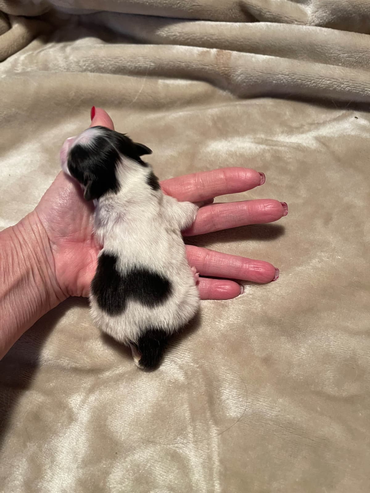 Papillon Puppies breeder image 18