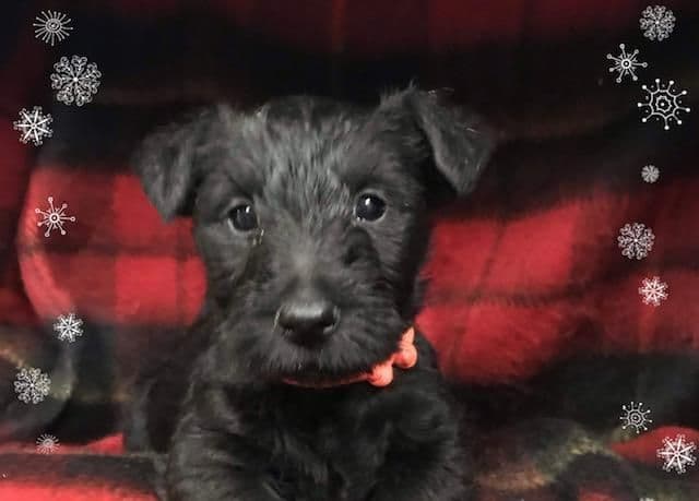 Cairn Terrier Puppies breeder image 1