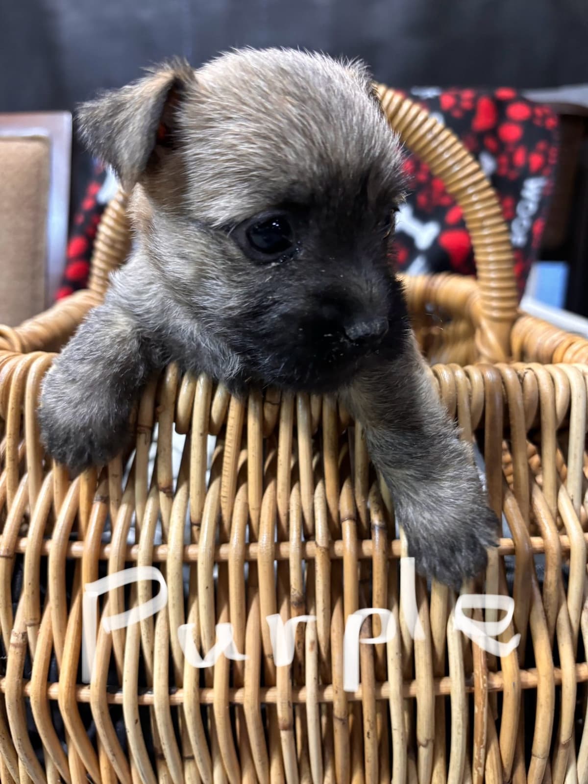 Cairn Terrier Puppies breeder image 2
