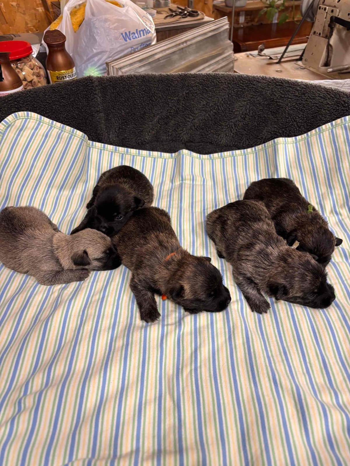 Cairn Terrier Puppies breeder image 3