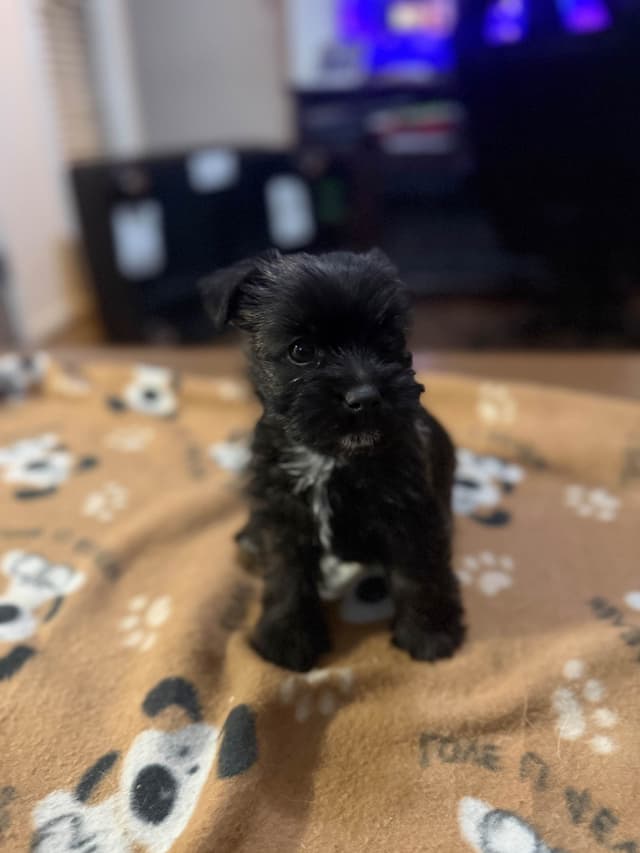 Cairn Terrier Puppies media 3