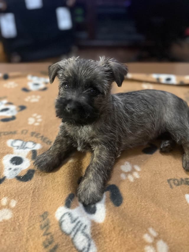 Cairn Terrier Puppies media 4