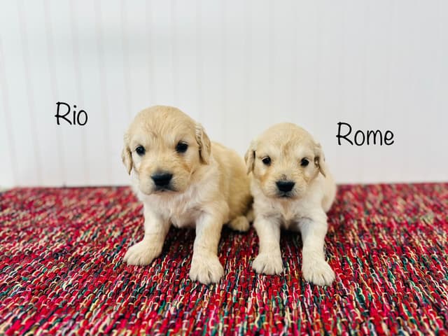 European Golden Retriever Puppies media 2