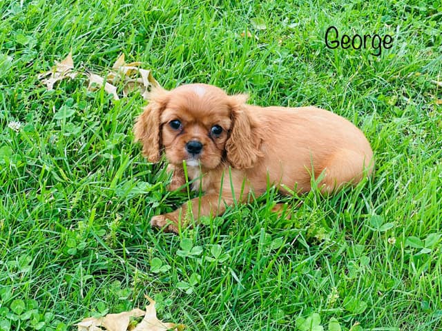 Cavalier King Charles Spaniel Puppy media 2