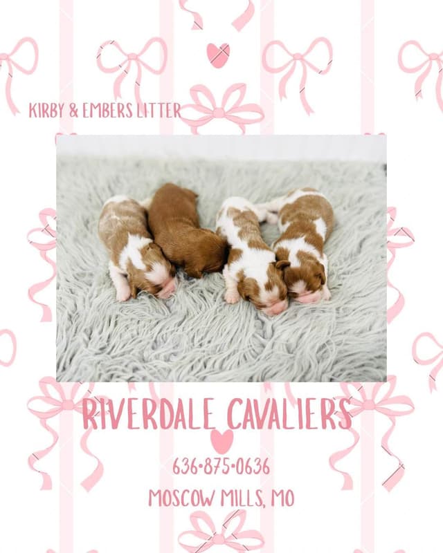 Cavalier King Charles Spaniel Puppy media 3
