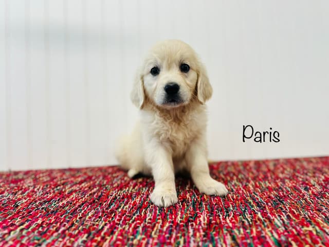 European Golden Retriever Puppies media 3