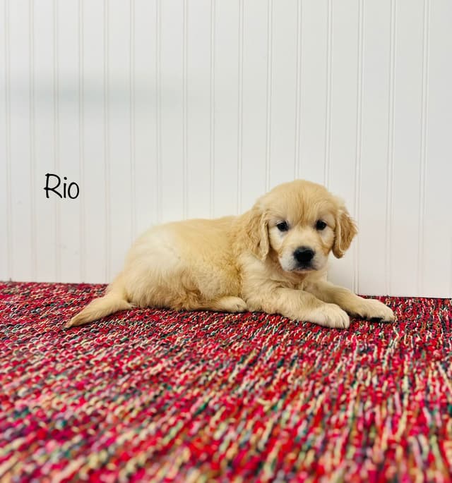 European Golden Retriever Puppies media 4