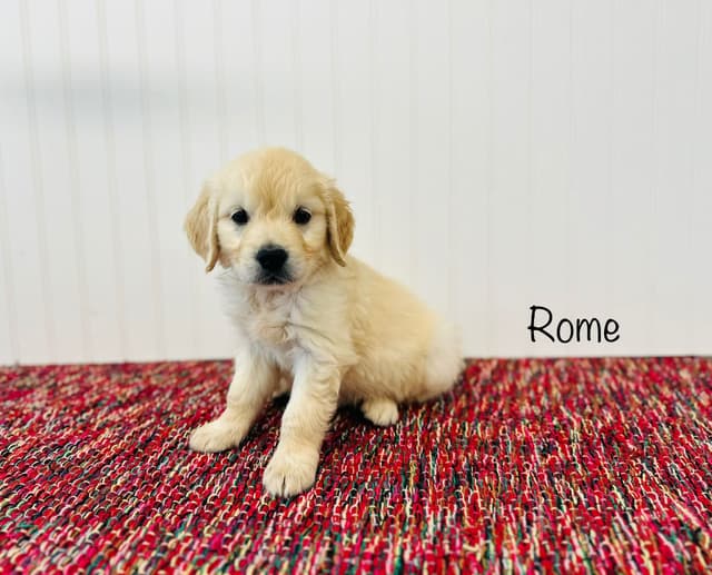 European Golden Retriever Puppies media 5
