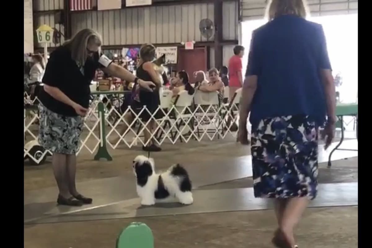 Havanese Puppies breeder image 1