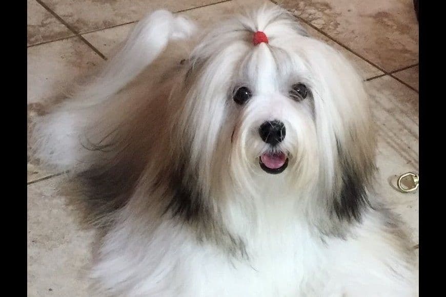 Havanese Puppies breeder image 3