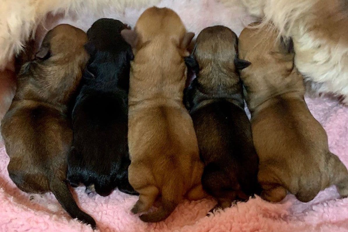 Havanese Puppies breeder image 5