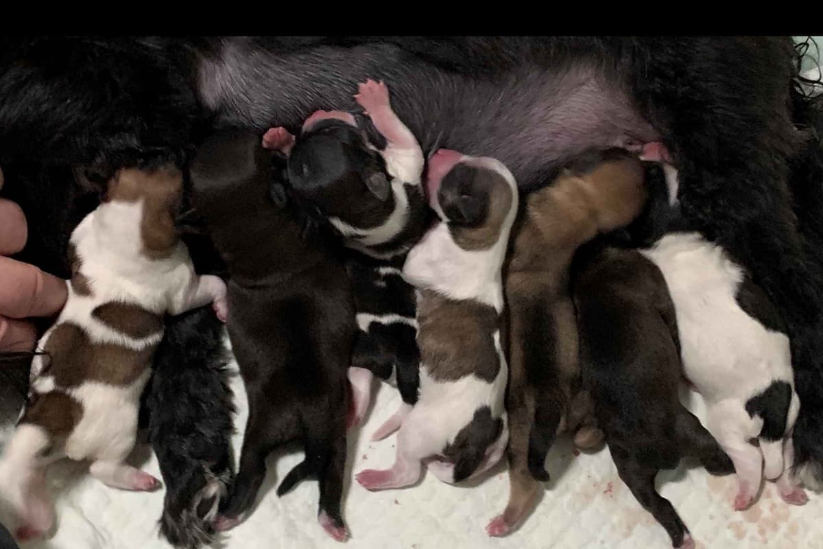Havanese Puppies breeder image 7
