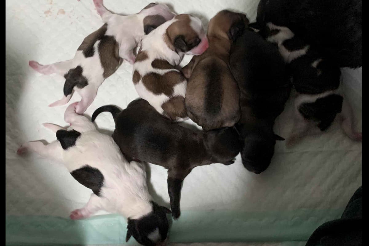 Havanese Puppies breeder image 8