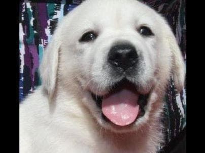 Labrador Retriever Puppy Available 4/19/26 breeder image 1