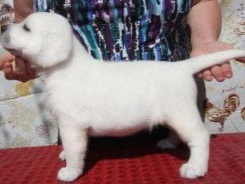 Labrador Retriever Puppy Available 4/19/26 breeder image 3
