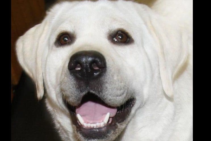Labrador Retriever Puppy Available 4/19/26 breeder image 4