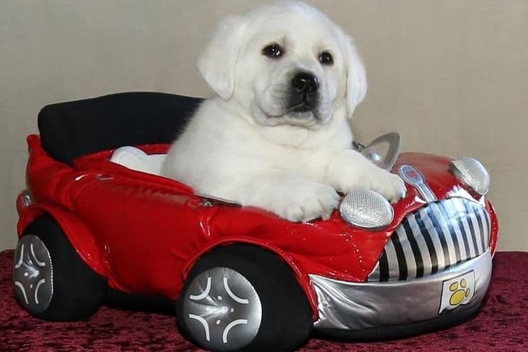 Labrador Retriever Puppy Available 4/19/26 breeder image 6