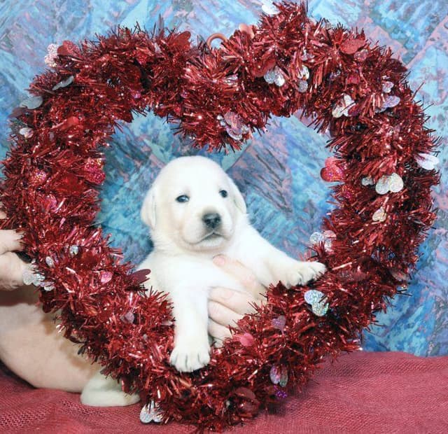 Labrador Retriever Puppy Available 4/19/26 media 2