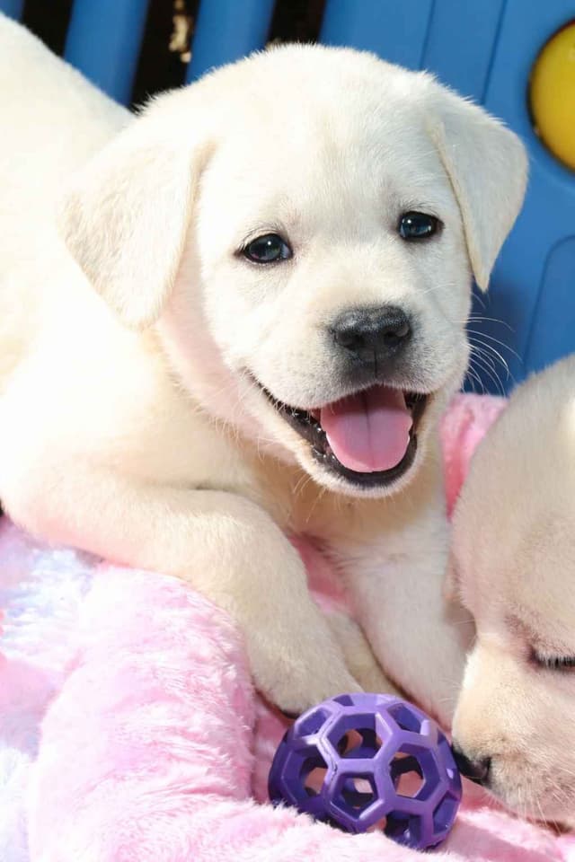 Labrador Retriever Puppy Available 4/19/26 media 4