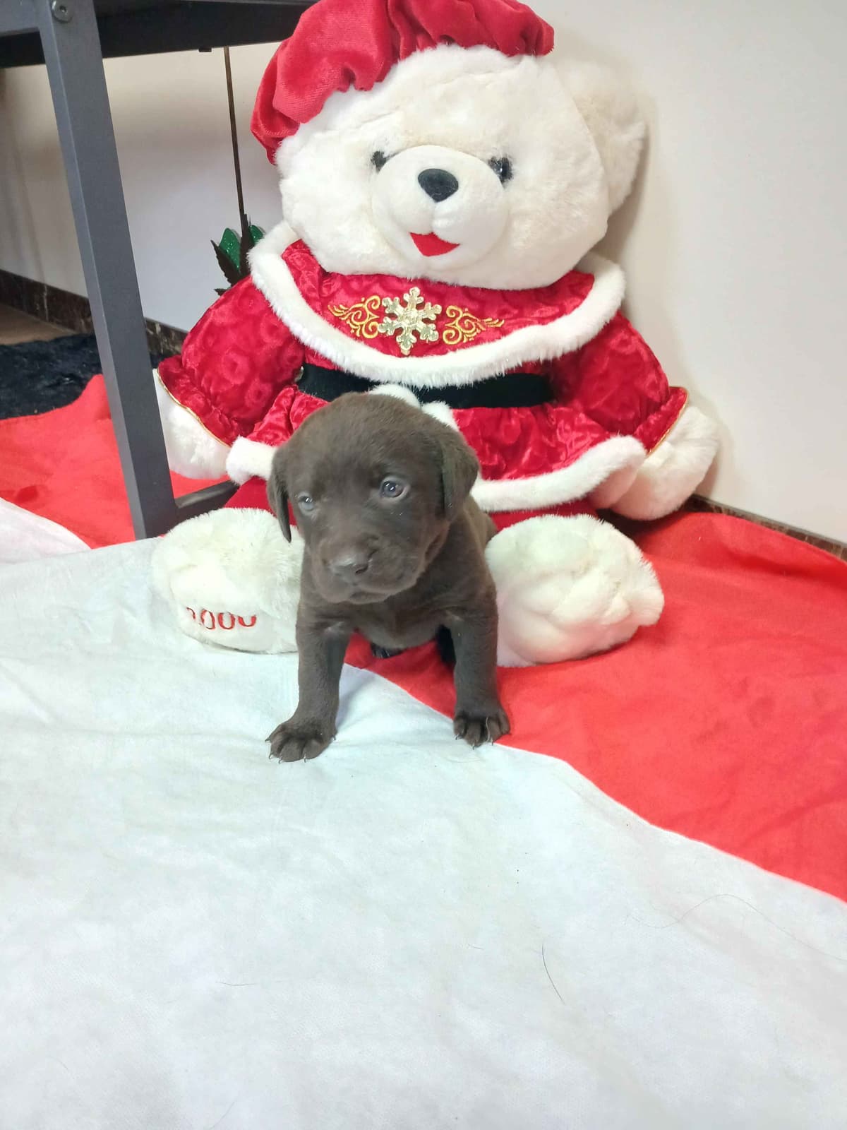 Labrador Retriever Puppies breeder image 1