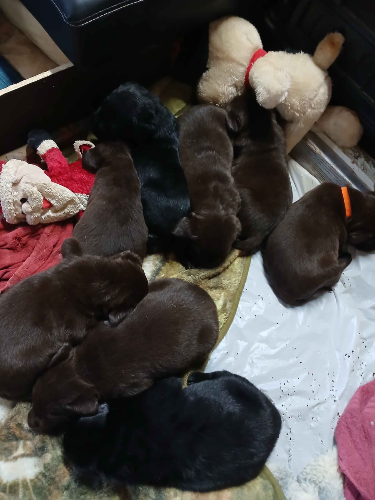 Labrador Retriever Puppies breeder image 2