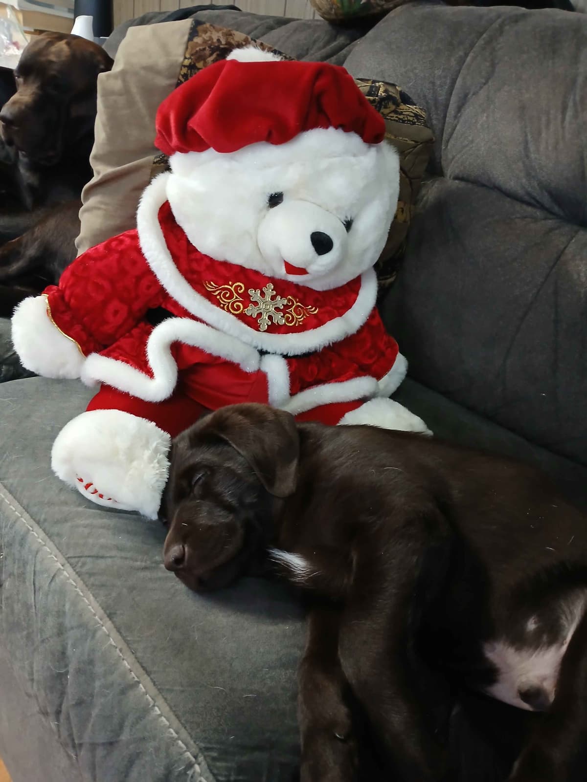 Labrador Retriever Puppies breeder image 4