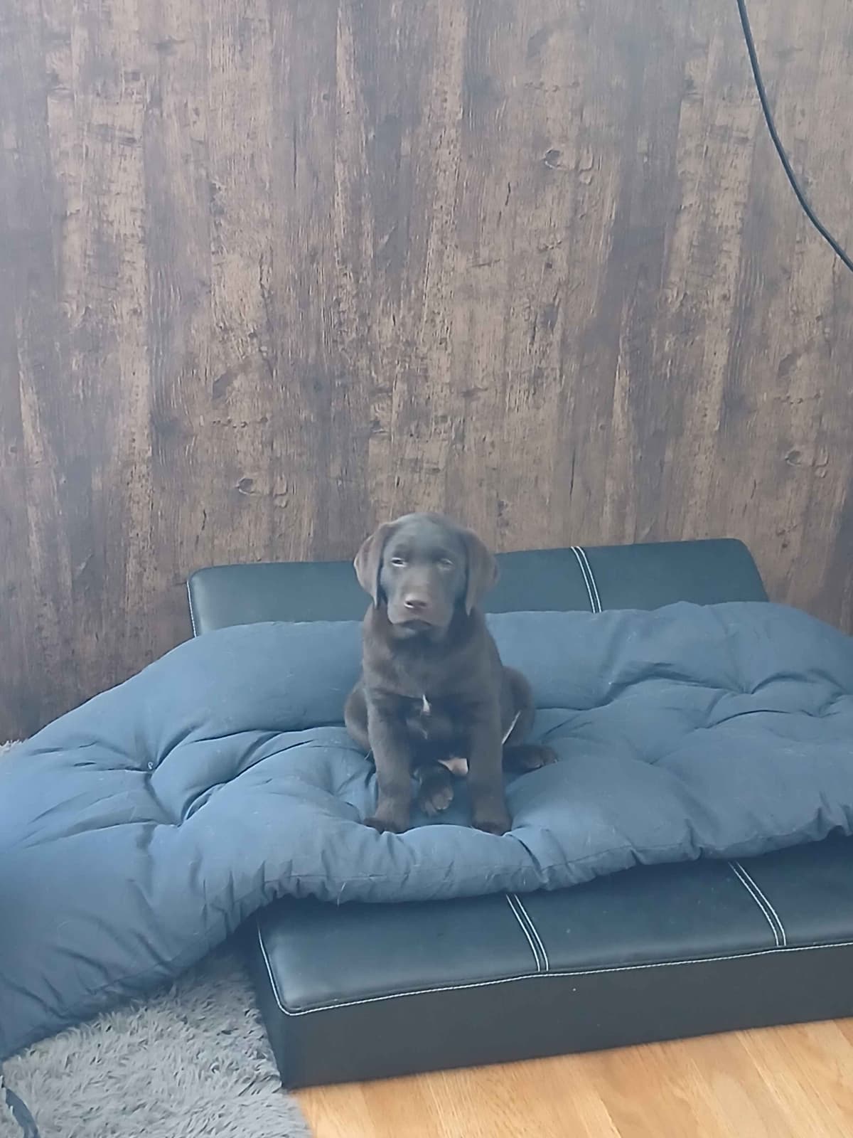 Labrador Retriever Puppies breeder image 5