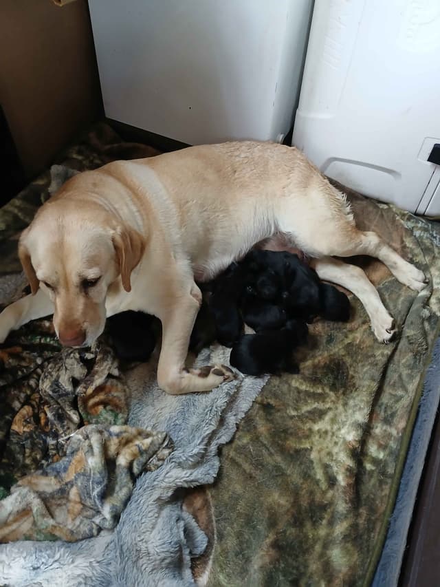 Labrador Retriever Puppies media 2