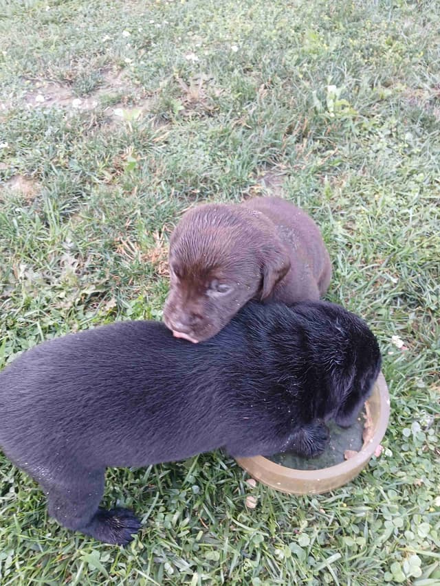 Labrador Retriever Puppies media 3