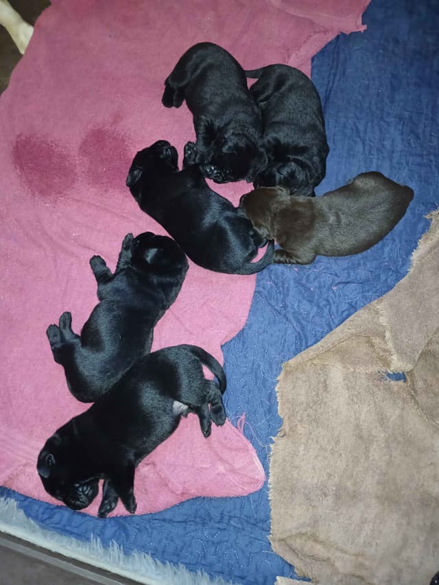 Labrador Retriever Puppies media 4