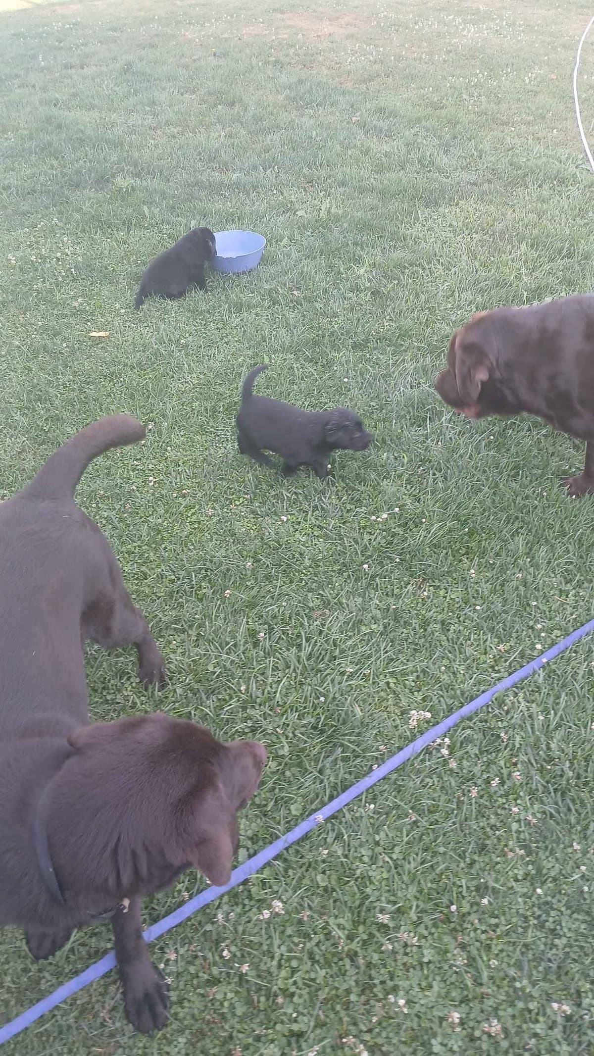 Labrador Retriever Puppies breeder image 7