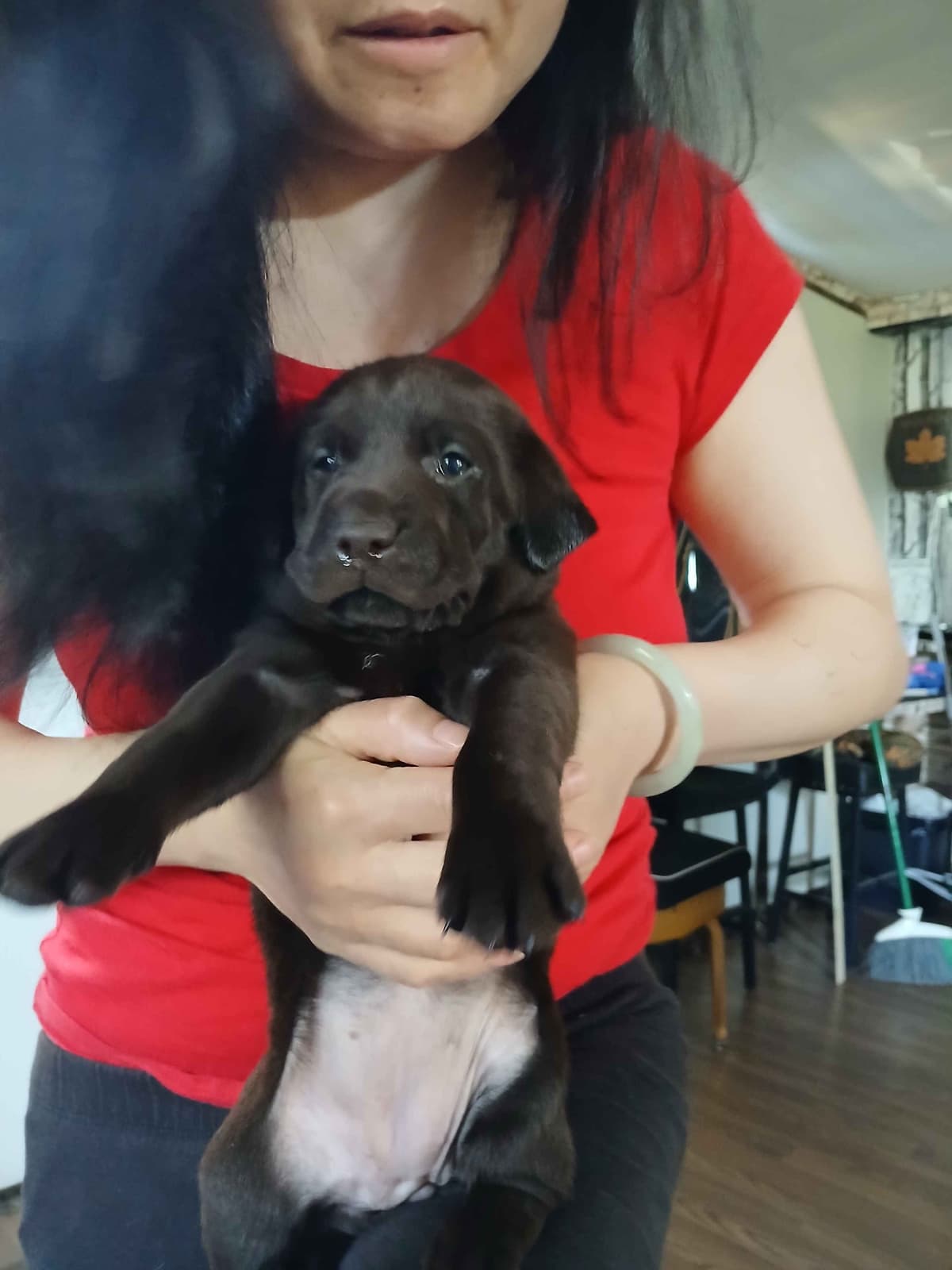 Labrador Retriever Puppies breeder image 8