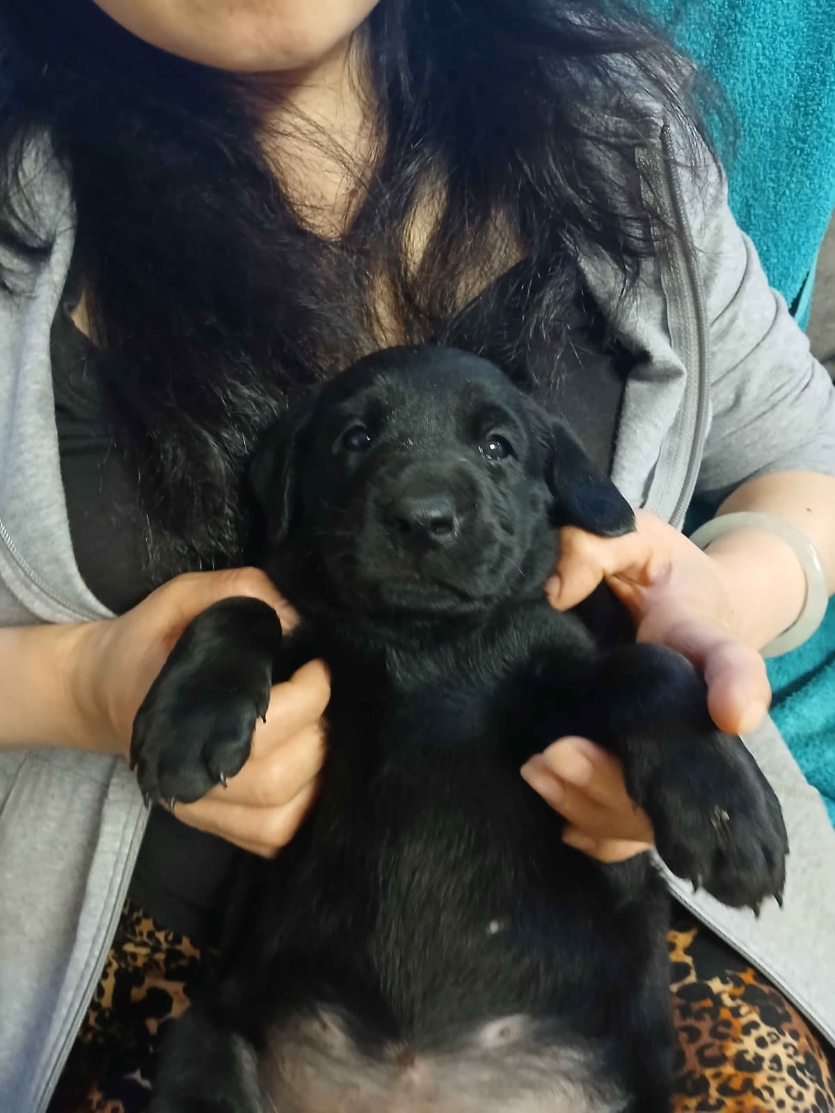Labrador Retriever Puppies breeder image 9