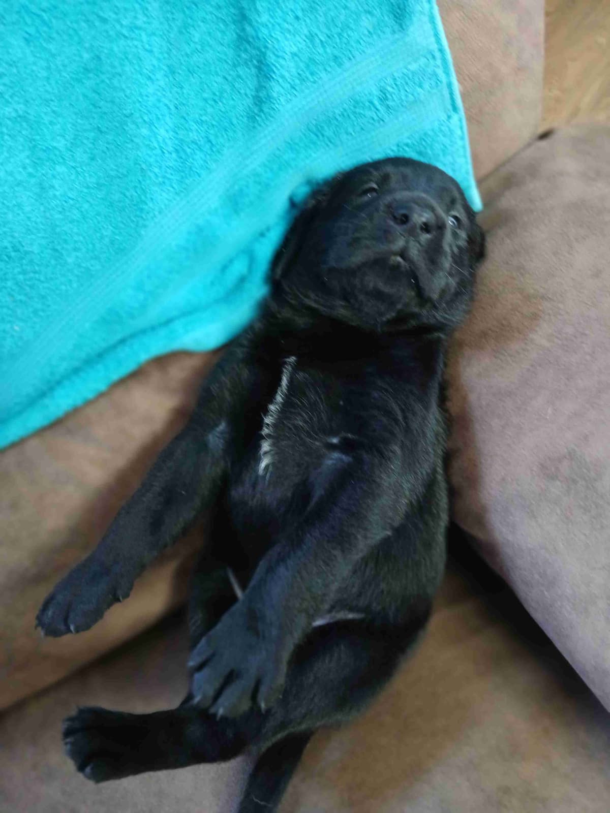 Labrador Retriever Puppies breeder image 10