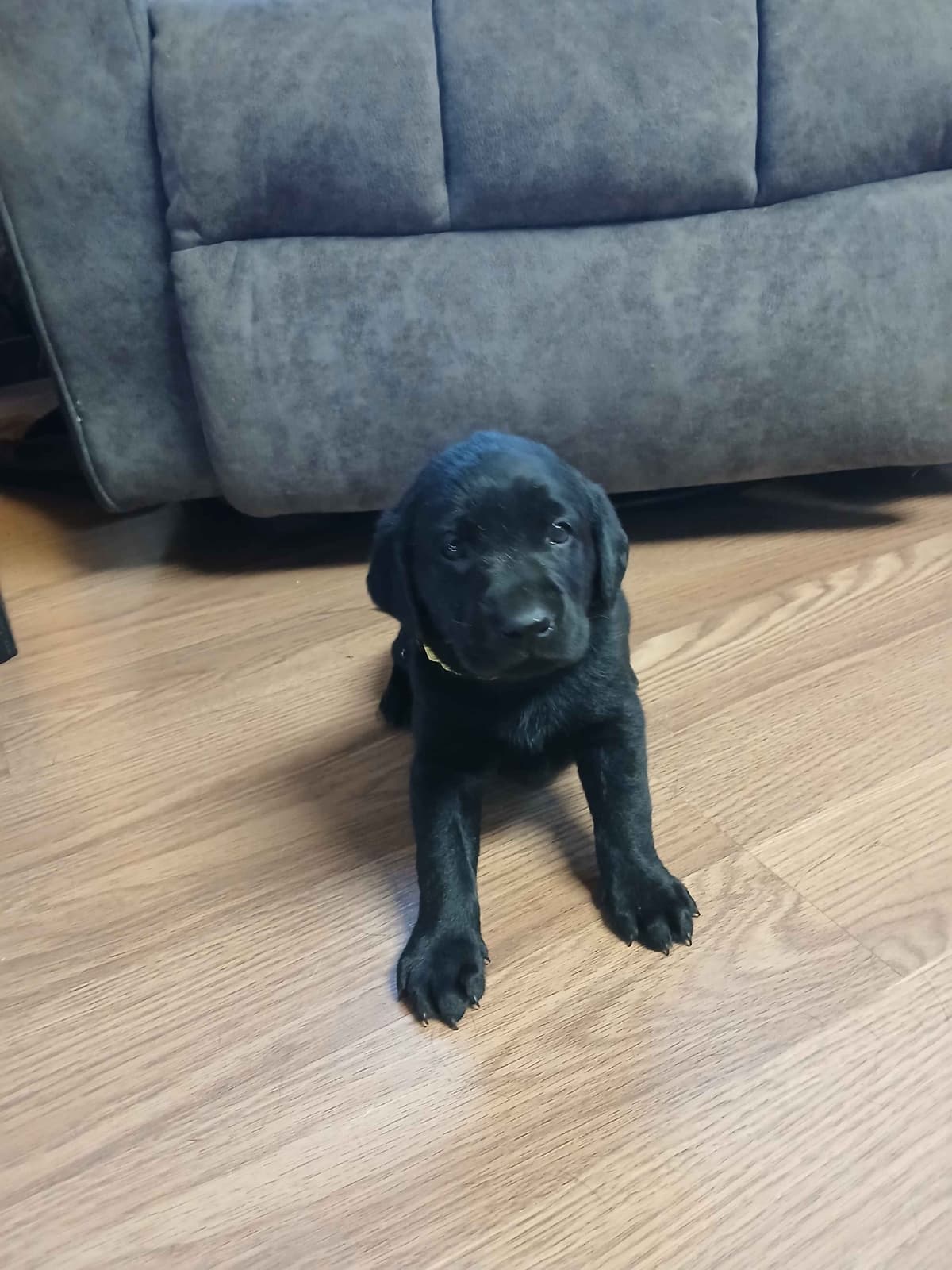 Labrador Retriever Puppies breeder image 11