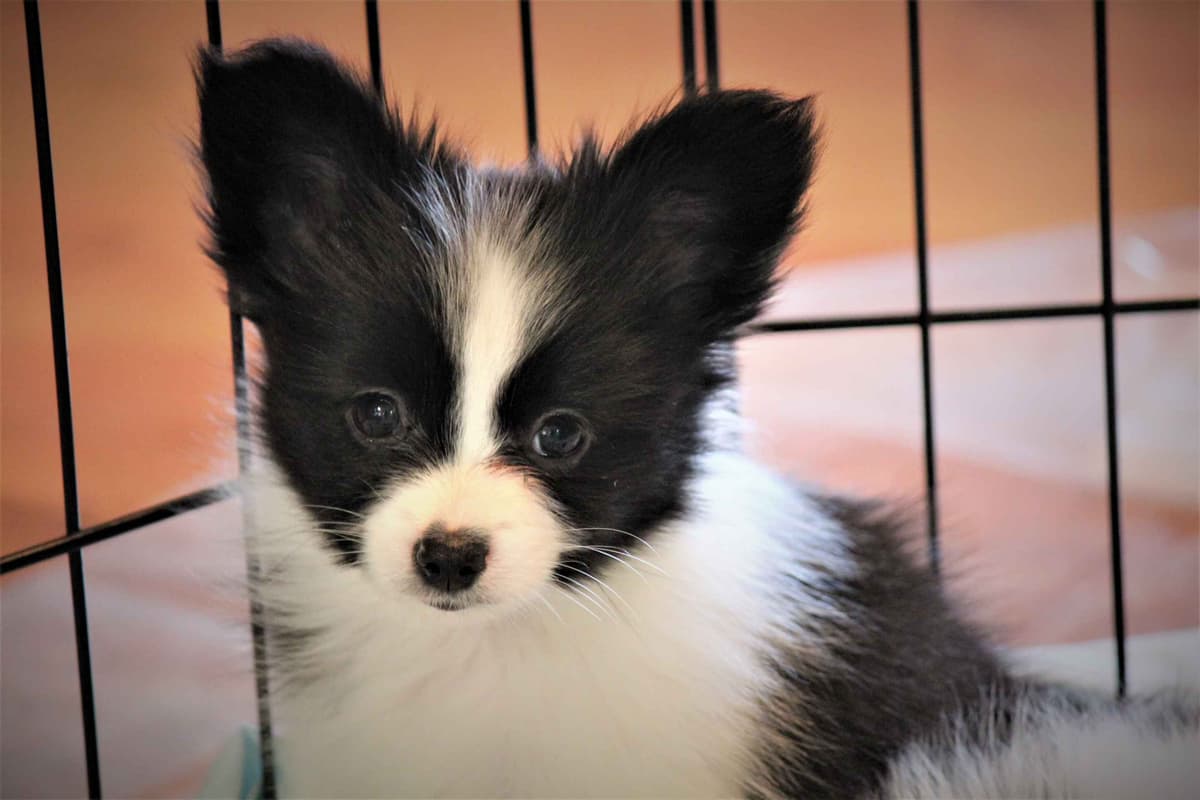 Papillon Puppies breeder image 6