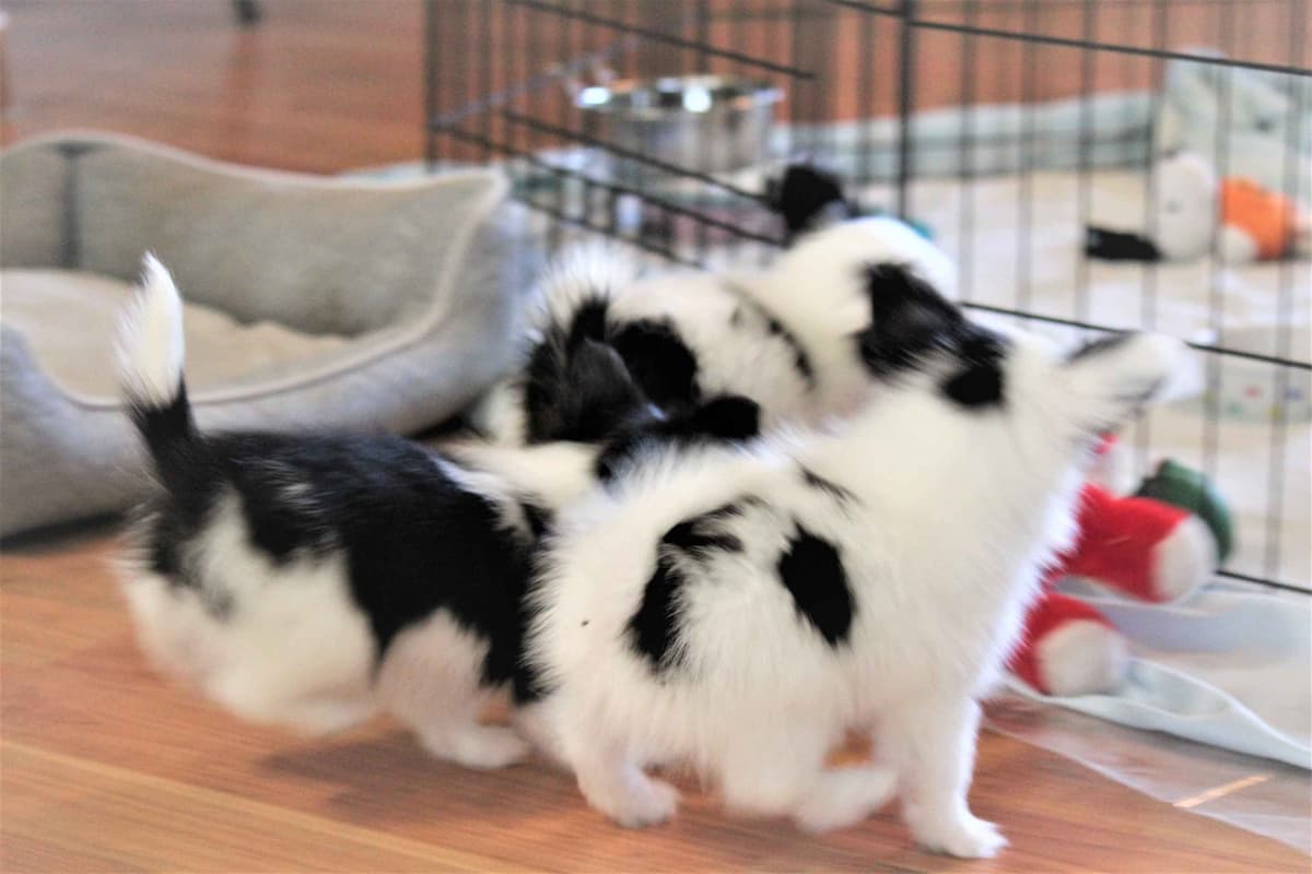 Papillon Puppies breeder image 9