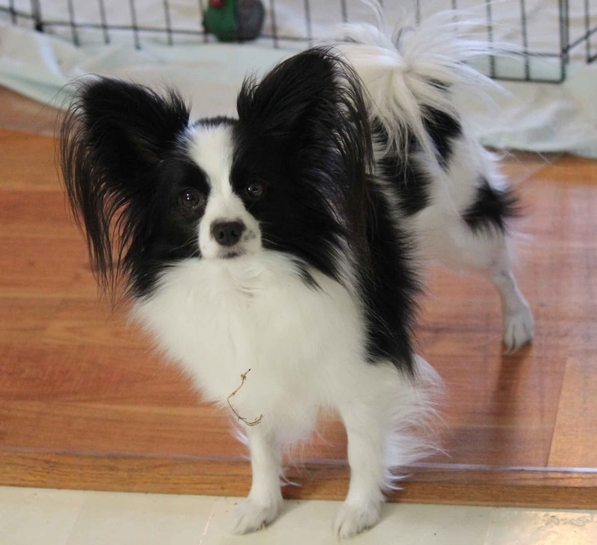Papillon Puppies breeder image 2