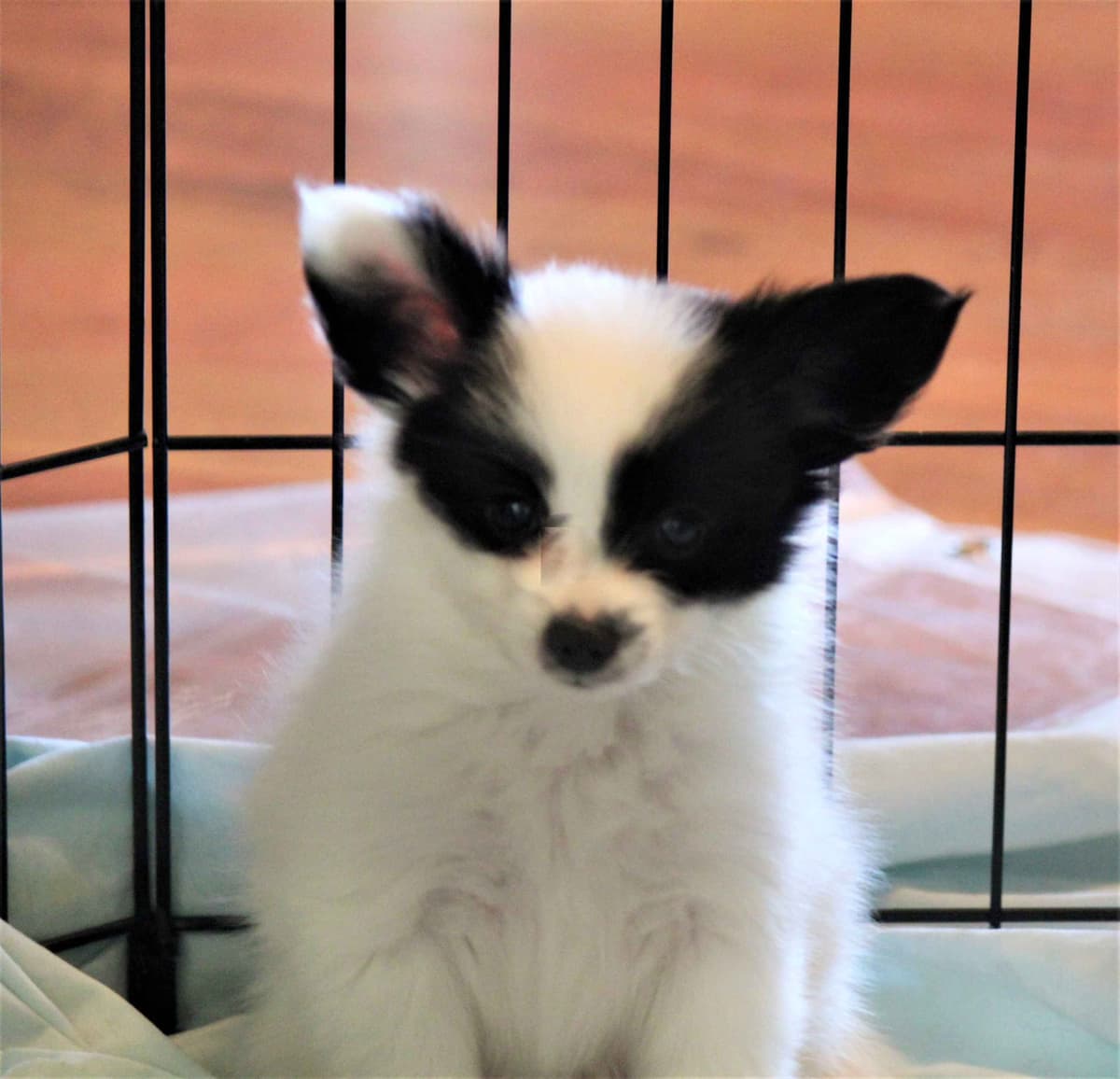 Papillon Puppies breeder image 7