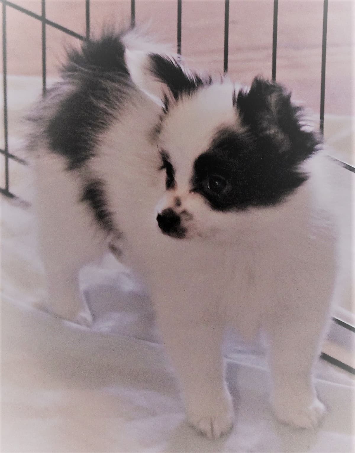 Papillon Puppies breeder image 4