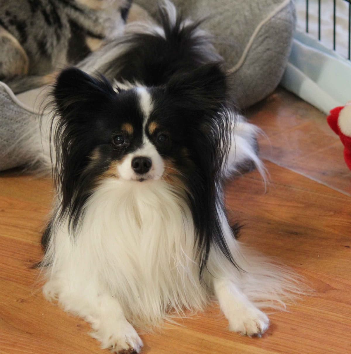 Papillon Puppies breeder image 1