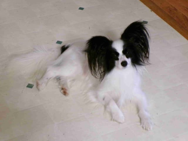 Papillon Puppies media 3