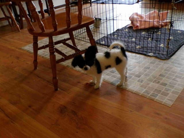 Papillon Puppies media 4