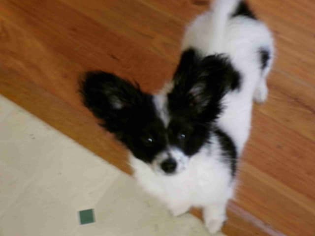 Papillon Puppies media 5