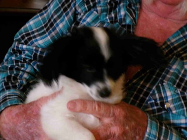 Papillon Puppies media 6