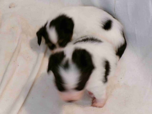 Papillon Puppies media 3