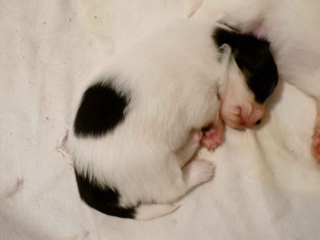 Papillon Puppies media 2