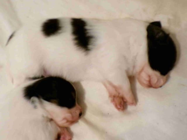Papillon Puppies media 4